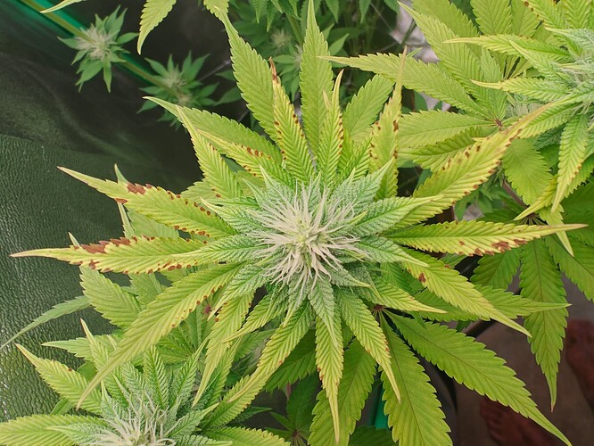 Growreport Bild 12