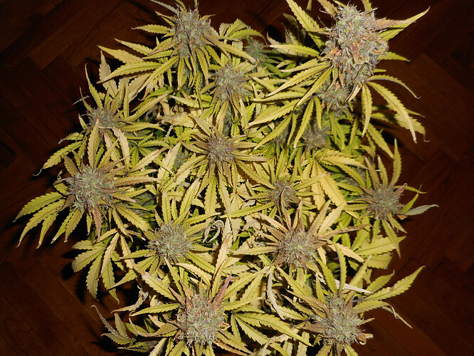 DSCN4046