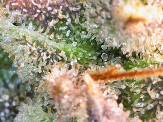 Growreport Bild 11