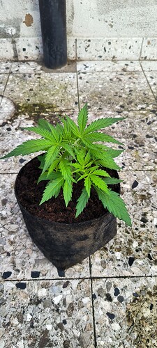 Growreport Bild 4
