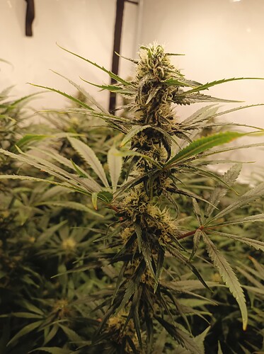 Growreport Bild 48