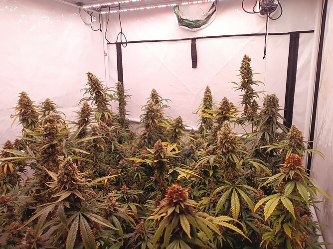 Growreport Bild 3