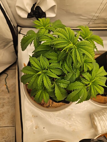 Growreport Bild 20