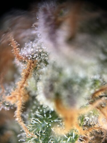 Growreport Bild 5