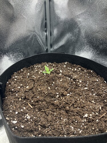 Growreport Bild 3