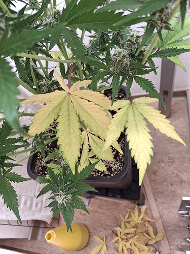 Growreport Bild 175