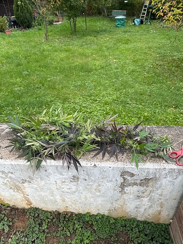 Growreport Bild 41