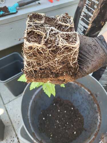 Growreport Bild 18