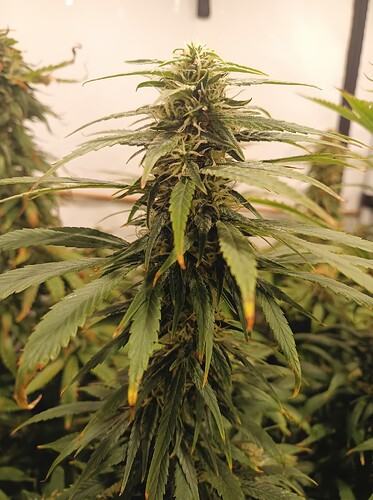 Growreport Bild 2