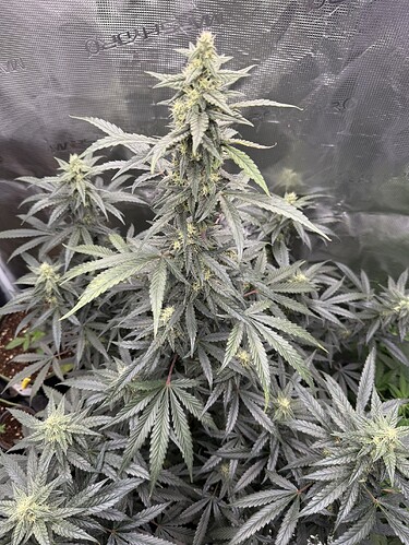 Growreport Bild 40