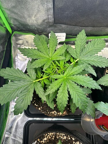 Growreport Bild 34