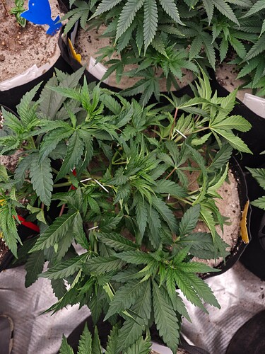 Growreport Bild 17