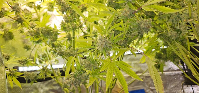 Growreport Bild 30