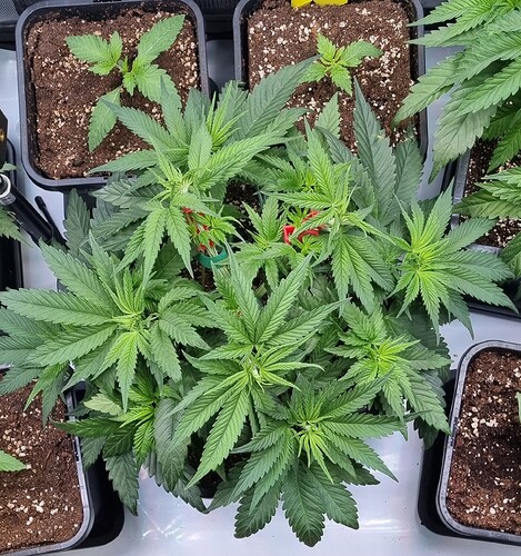 Growreport Bild 17
