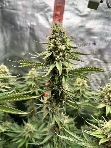 Nahaufnahme eines blühenden Cannabis-Buds in einer Growbox.