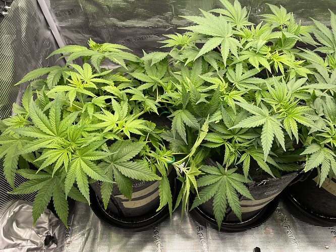 Mehrere junge Cannabispflanzen in Stofftöpfen, die sich in der Wachstumsphase befinden. Die Blätter sind hellgrün und zeigen Anzeichen von LST (Low Stress Training).