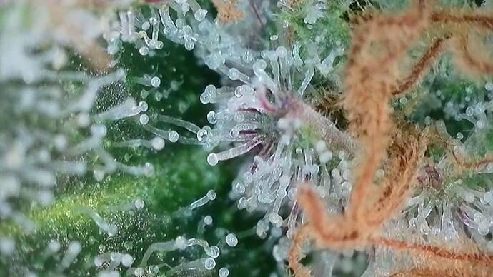 Growreport Bild 46