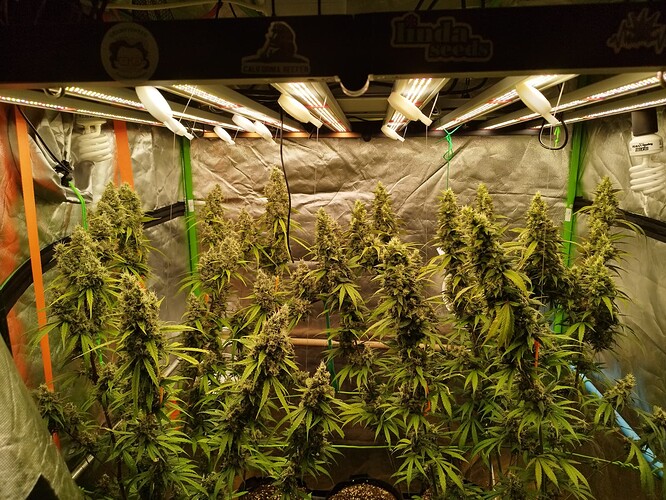 Mehrere blühende Cannabispflanzen in einem Zelt unter LED-Lampen, einige Pflanzen zeigen Anzeichen von Nährstoffmangel und lila Verfärbungen.