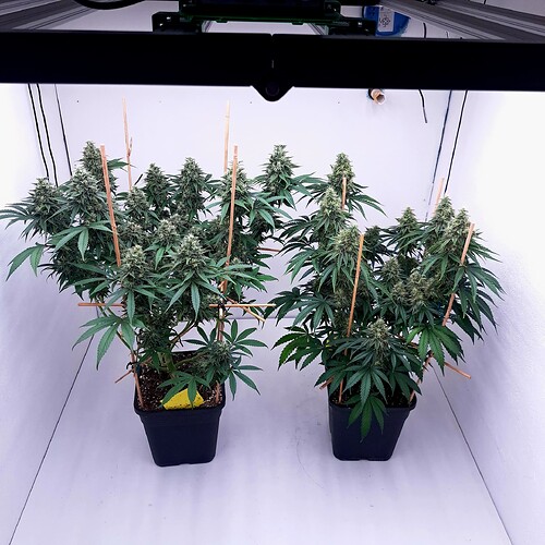 Growreport Bild 18