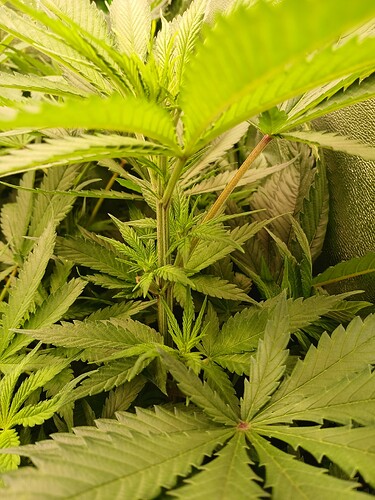 Growreport Bild 4