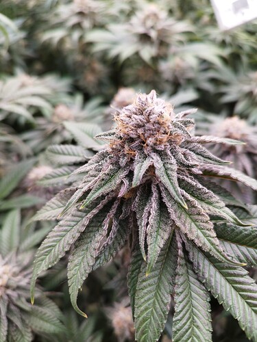 Growreport Bild 7
