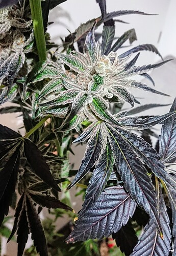 Growreport Bild 3