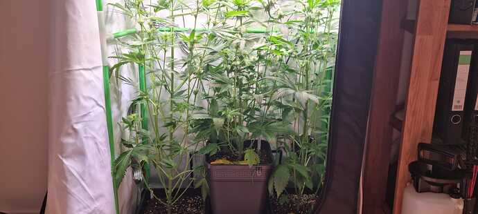 Growreport Bild 26