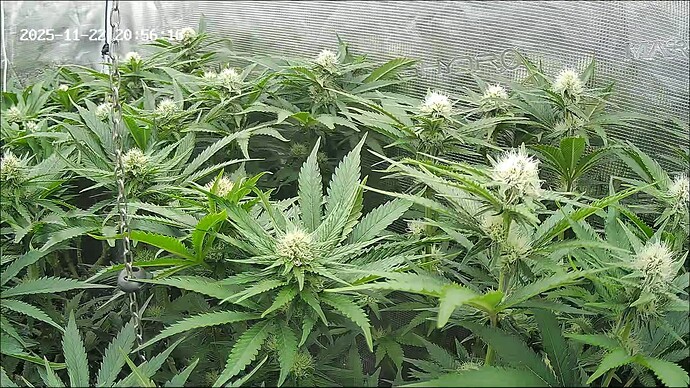 Growreport Bild 36