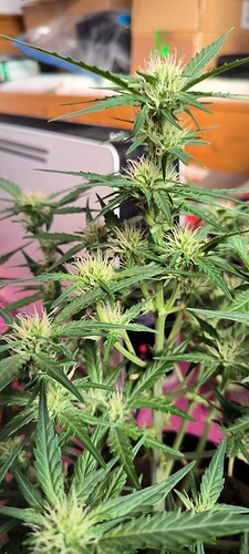 Growreport Bild 35