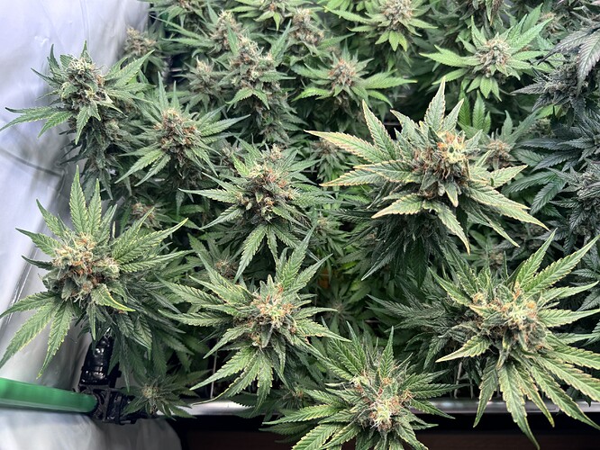Growreport Bild 20