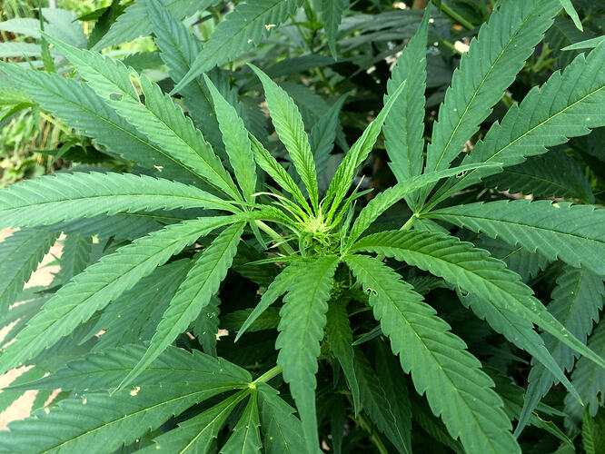 Grow26_0829_12