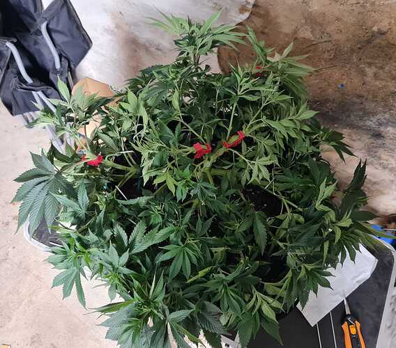 Growreport Bild 13