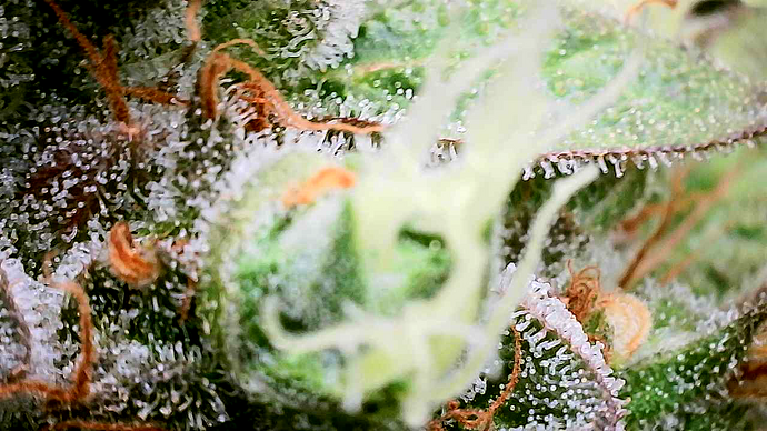 Nahaufnahme eines Cannabis-Buds mit deutlich sichtbaren Trichomen und Stigmen.