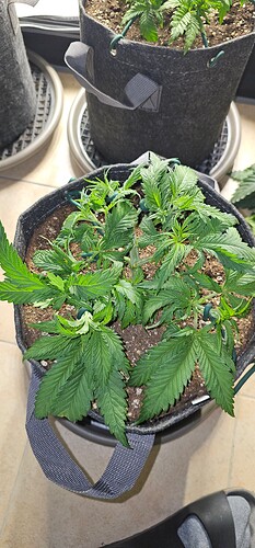 Growreport Bild 2