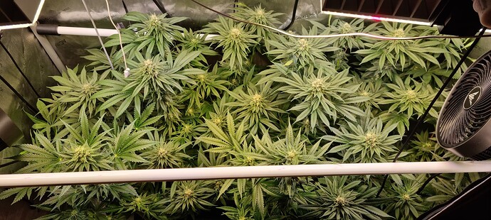 Growreport Bild 27