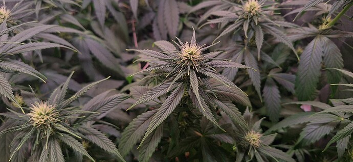Growreport Bild 2