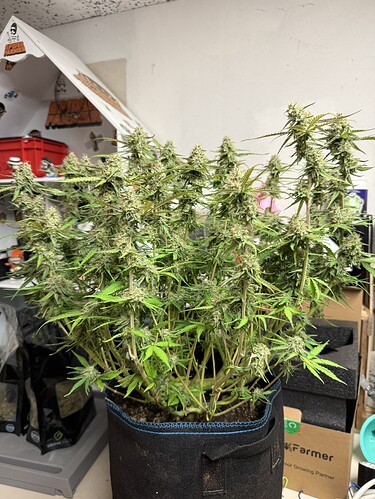 Growreport Bild 49