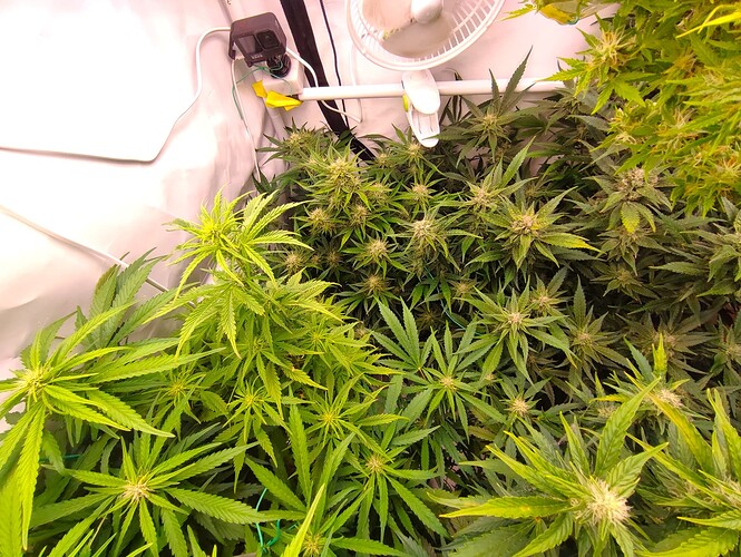 Growreport Bild 34