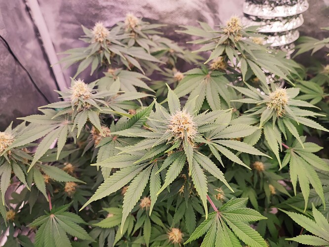 Growreport Bild 11