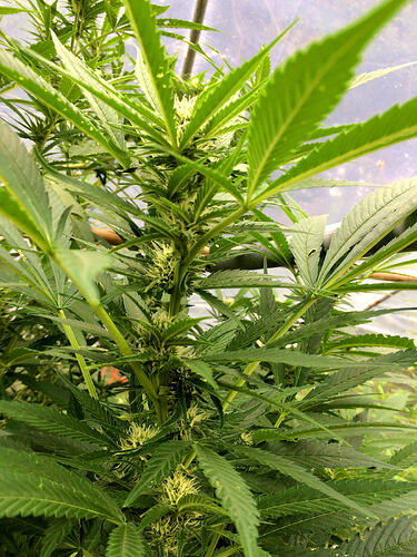 Grow26_0912_07_TD