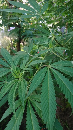 Growreport Bild 12