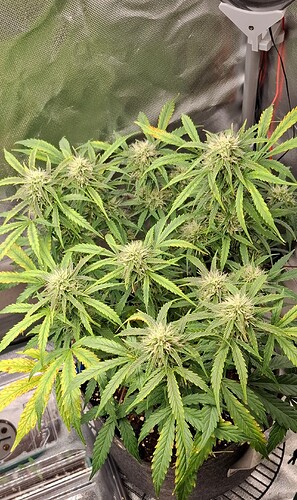 Growreport Bild 4