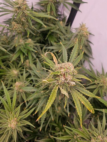 Growreport Bild 10