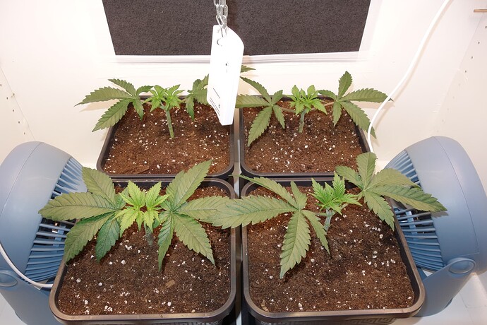 Growreport Bild 7