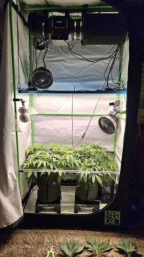 Growreport Bild 32