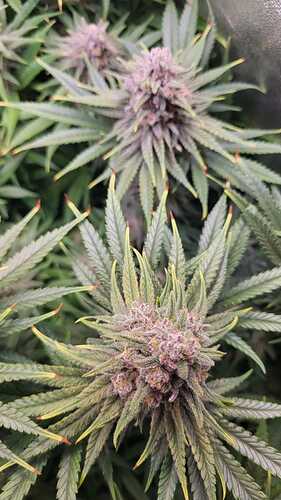 Growreport Bild 1