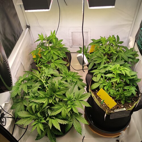 Growreport Bild 25