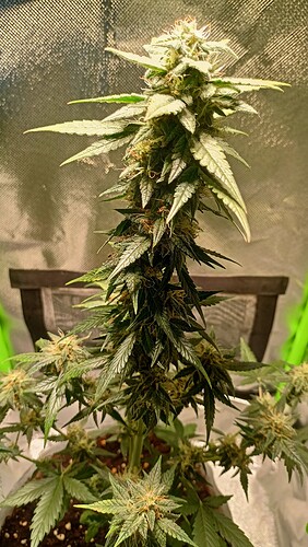 Growreport Bild 4