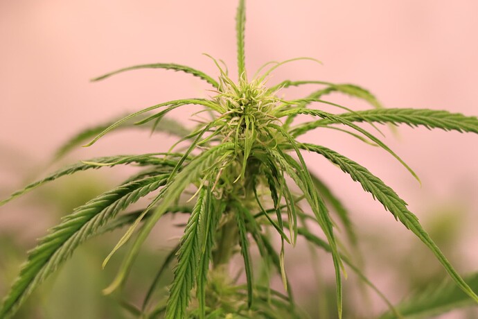 Growreport Bild 3