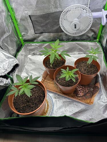 Vier junge Cannabispflanzen in braunen Töpfen innerhalb eines Grow-Zeltes mit einem kleinen Ventilator an der Wand.